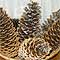 pine cones